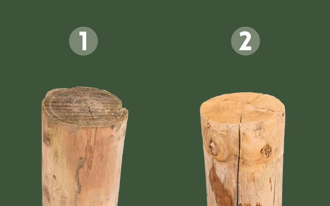 Robinia of kastanje?